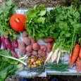 2012-10-10-legumes
