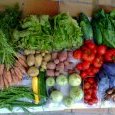 2012-07-11-legumes