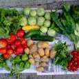 2012-08-15-legumes