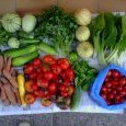 2012-08-08-legumes