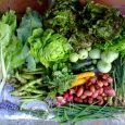 2012-06-20-legumes