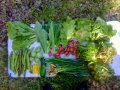 2012-06-13-legumes