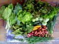 2012-06-20-legumes
